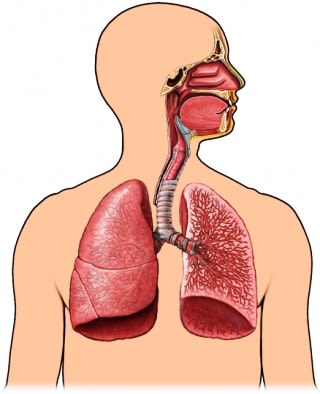 Air pathway breathing
