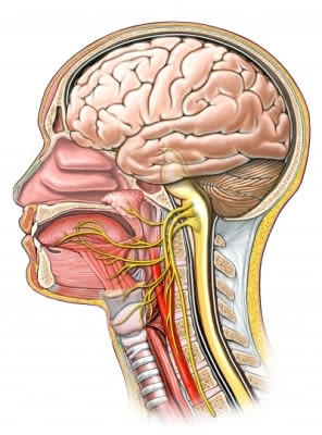Tongue Innervation