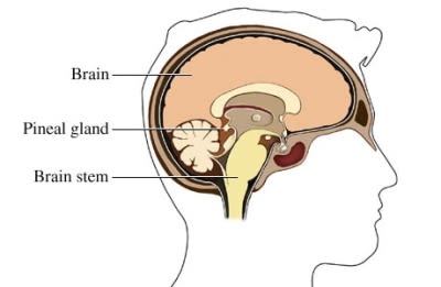 Brainstem and brain