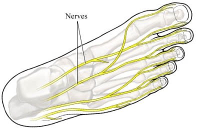 si55550740_97870_1_nerves_foot