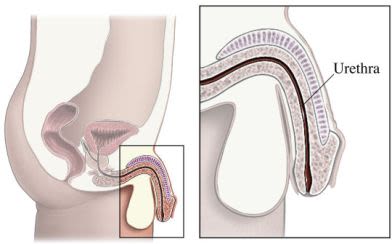 si55550234_male urethra
