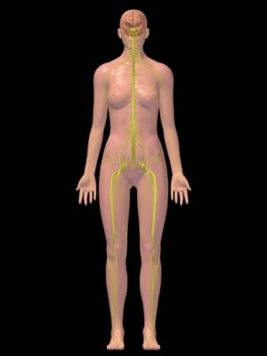 female nervous system 3D