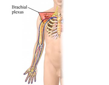 Nucleus factsheet image