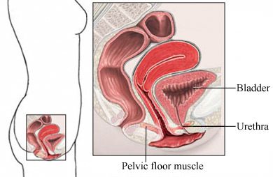 Pelvic floor muscels