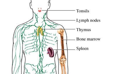 The Lymphatic Organs