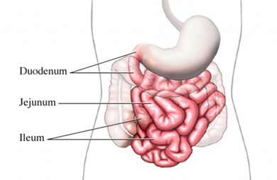 Small intestines