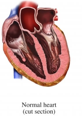 normal heart section